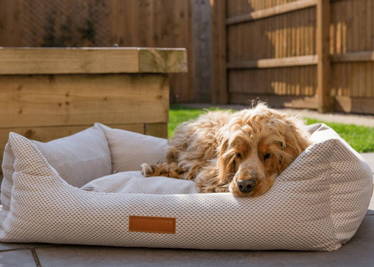 Chatsworth orthopaedic memory foam dog bed in beige — product view 2