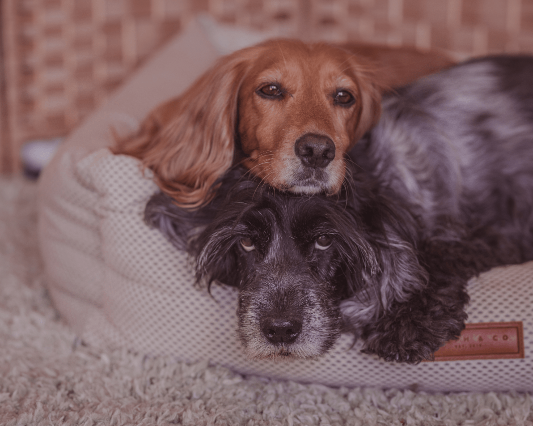 Chatsworth orthopaedic memory foam dog bed in beige — product view 12